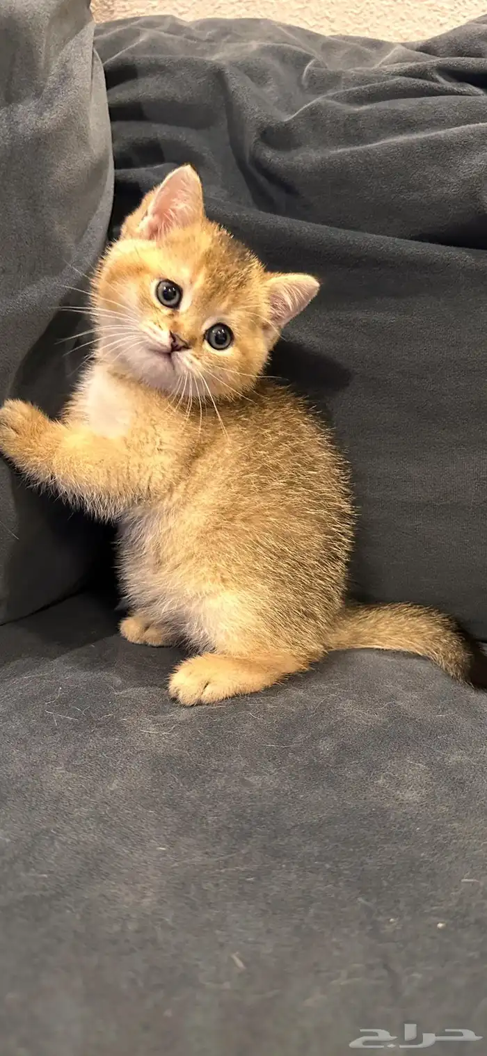 سكوتش ستريت قولد للبيع 0