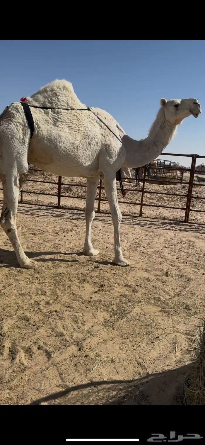 وضحا ضروبه 0