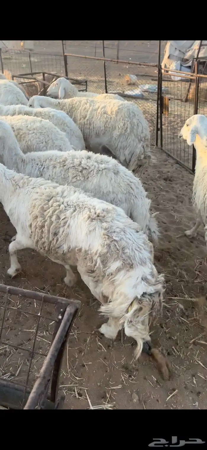 غنم مقاني السوم 900 3