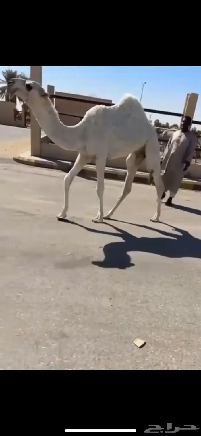 للبيع الحوار الكفو 0