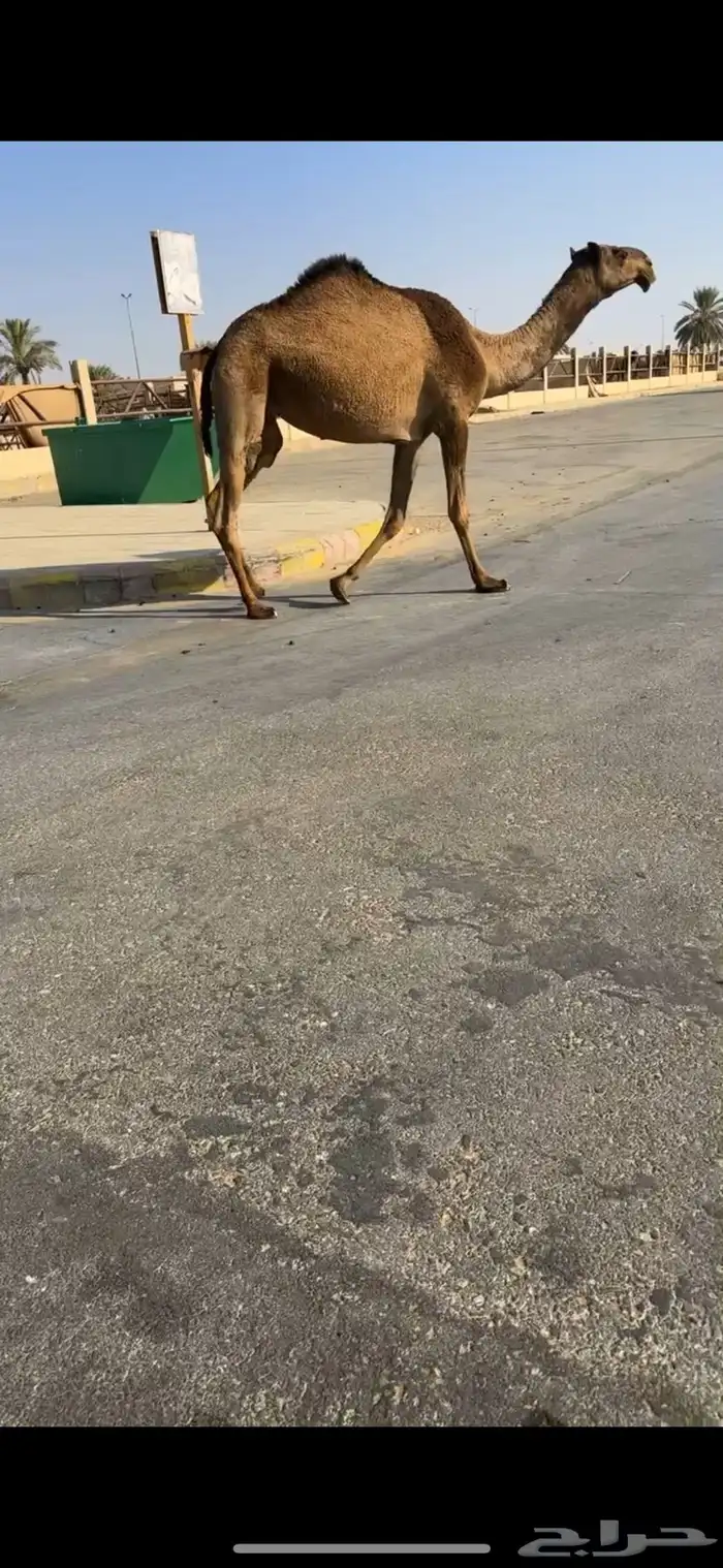 للبيع خفوت صفرا كفوو 0