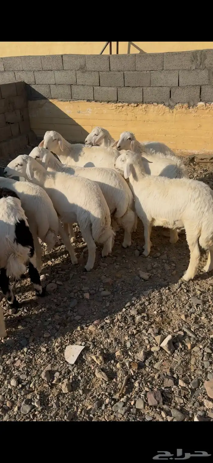 طليان للبيع 0