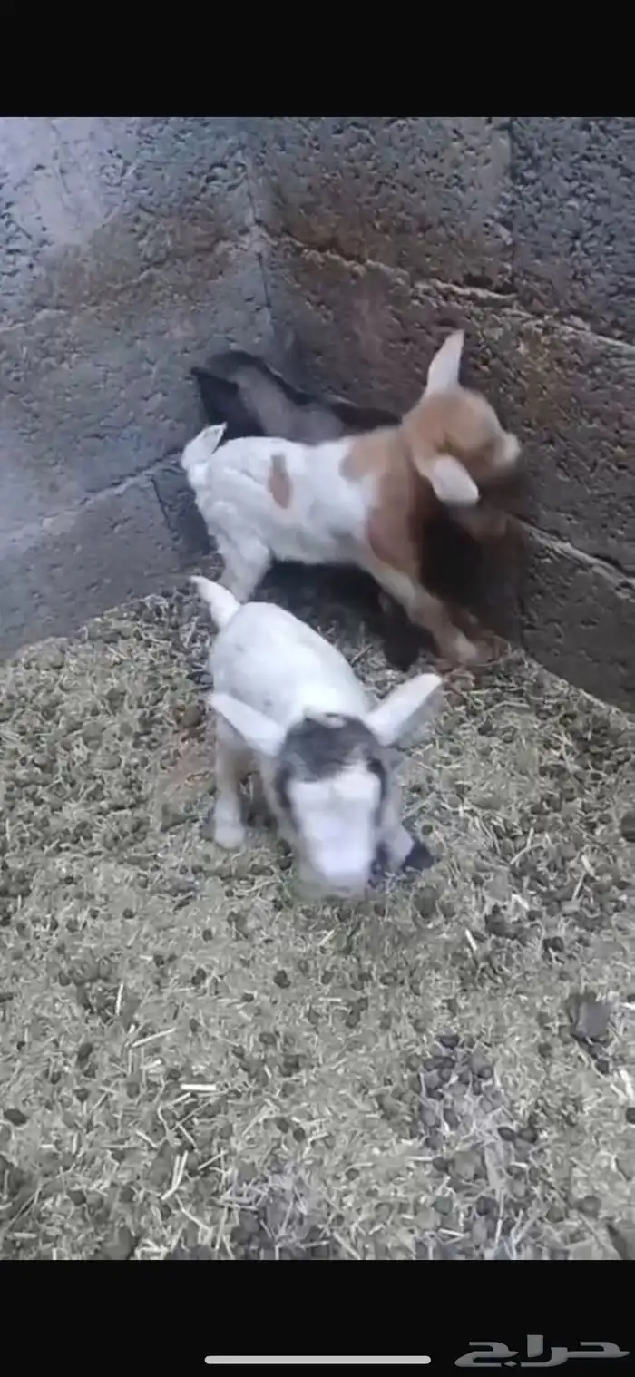 مواليد تيوس قزميه قزمي 0