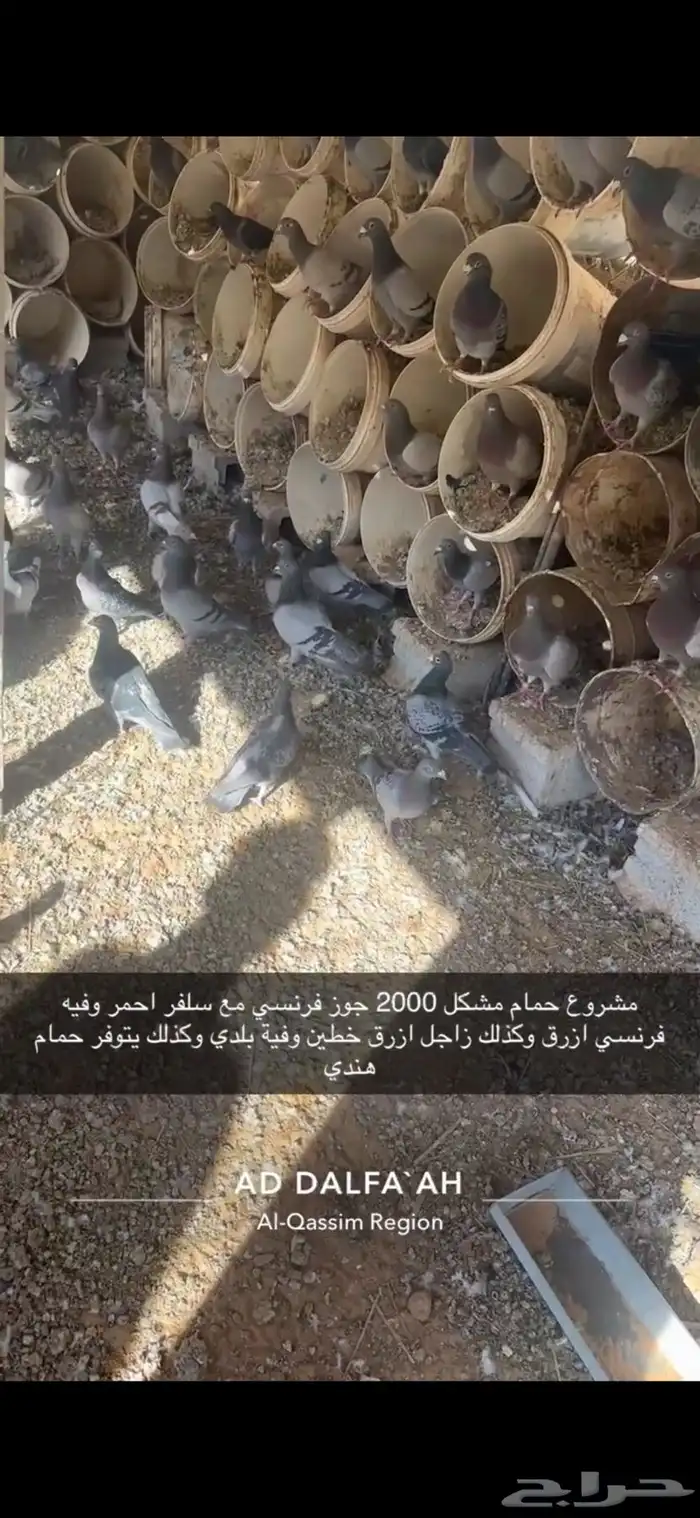 حمام زاجل فرنسي سلفر بلدي هندي مشكل 7