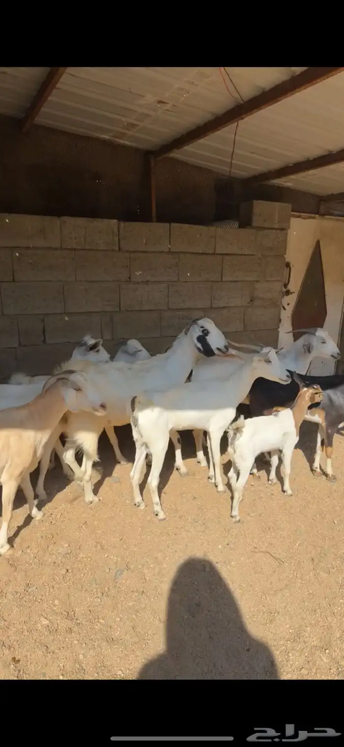 معزا ببهمها 4