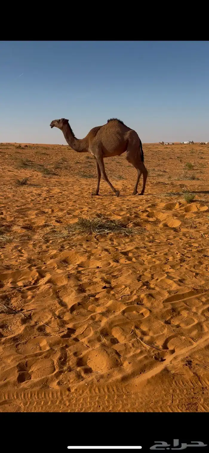 بكره حقه للبيع ما سيمت 0