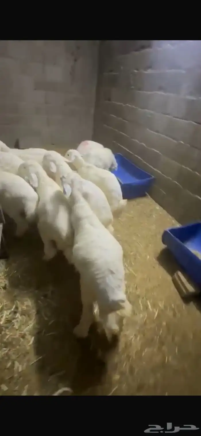 بهم حري طيب بلحيل 0