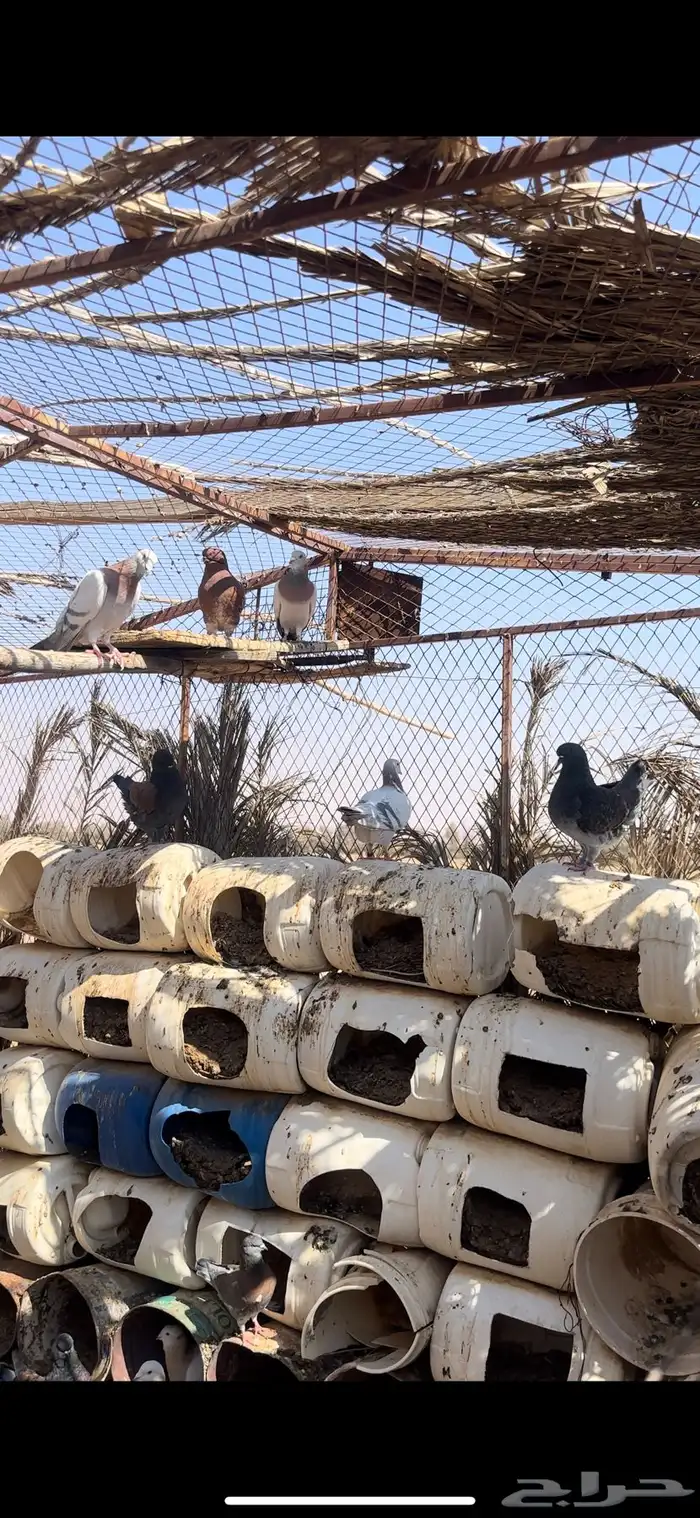 حمام ايطالي وحمام زاجل ايس 1