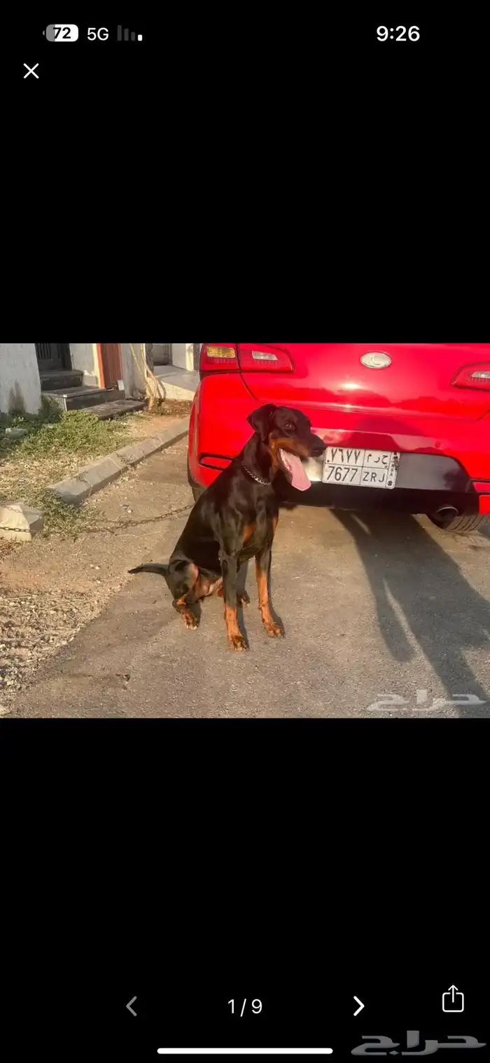 كلبة دوبرمان للبيع 0