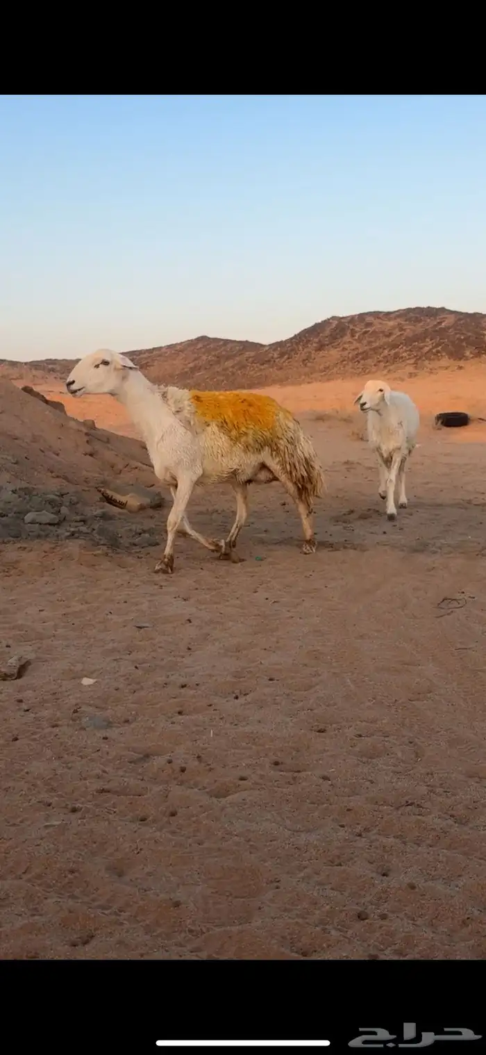 شاه صنف طول وجباره 0