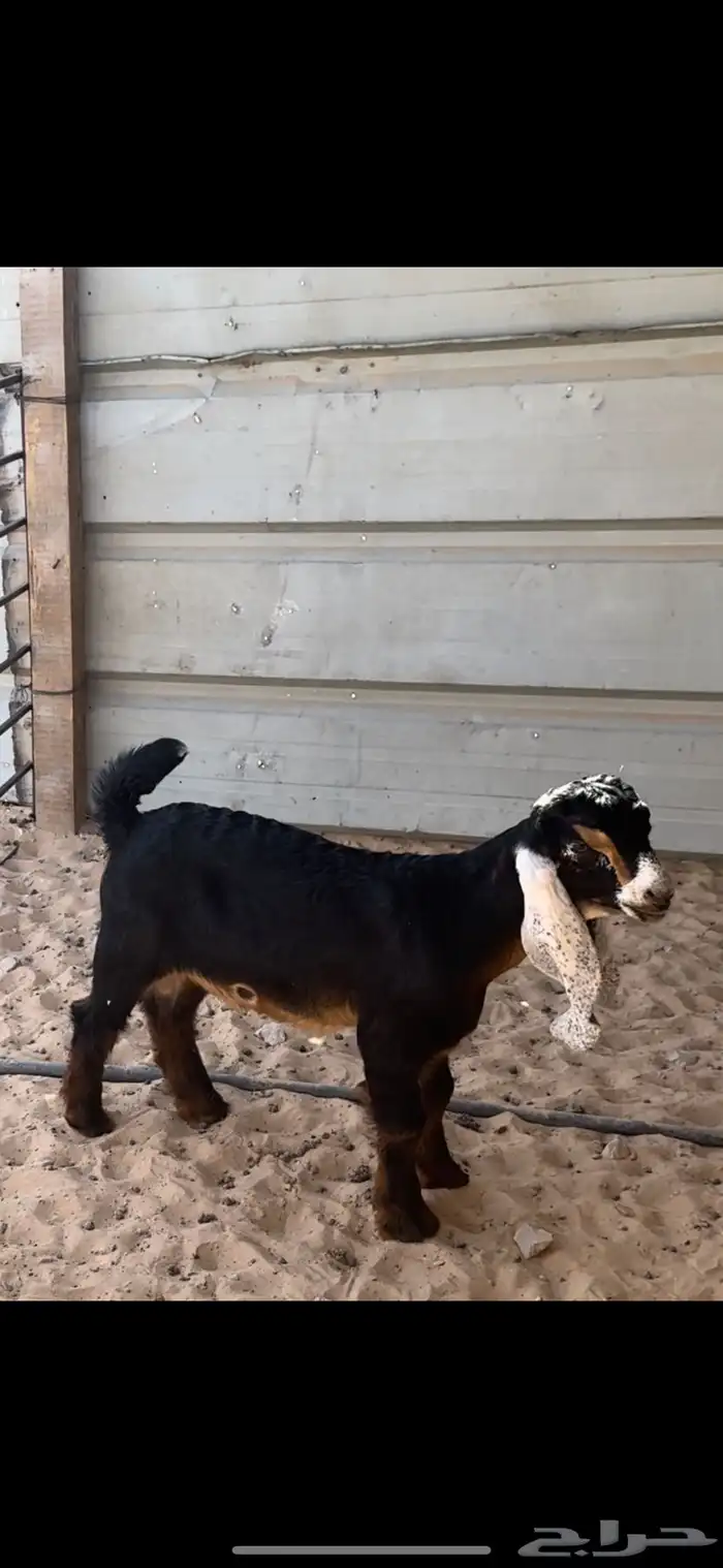 مشروع فحل عارضي 0