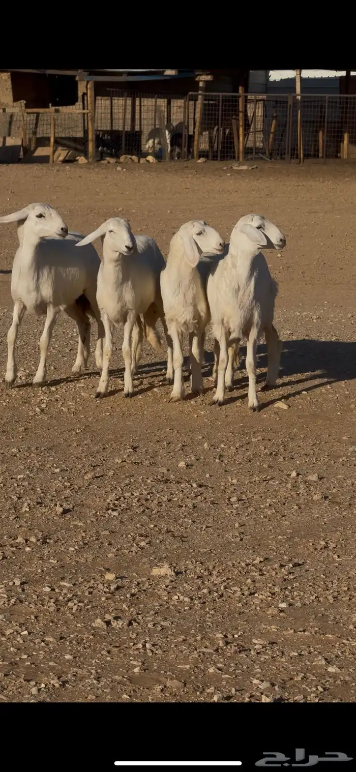 رخال مقاني فواخر 1