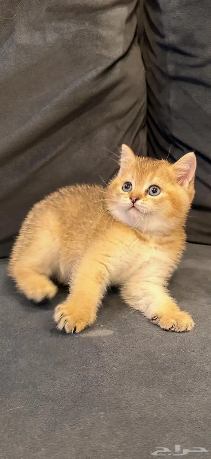 سكوتش ستريت قولد للبيع 6