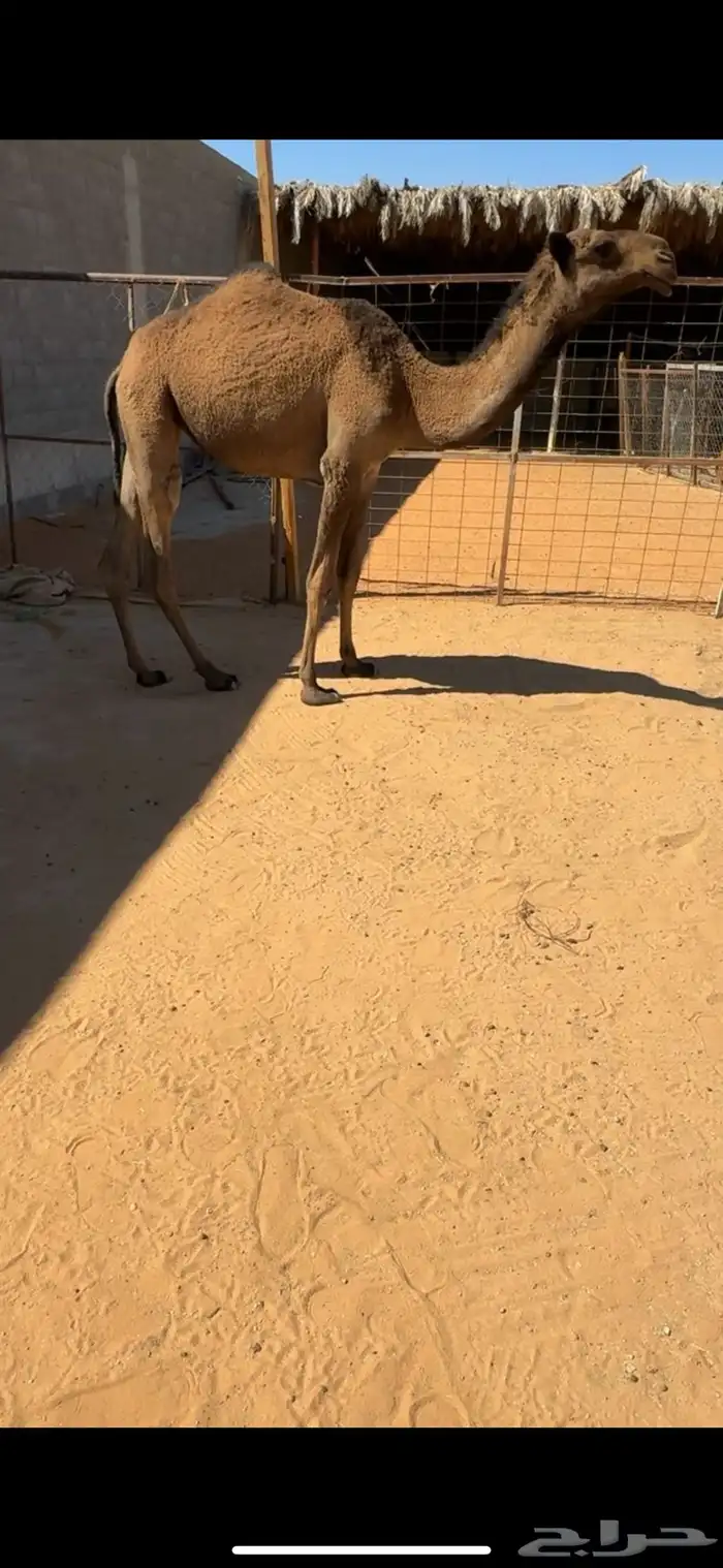 بكرة صفرا طيبه 0