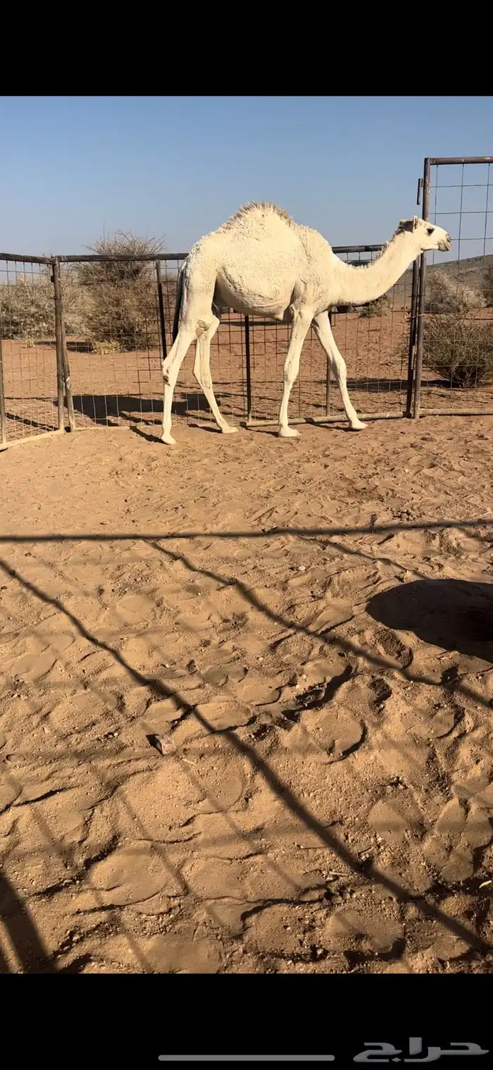 للبيع قعود طيب شحم 2