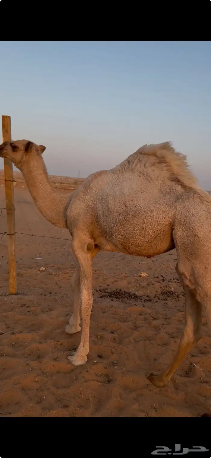 بكره شقحا للبيع 1