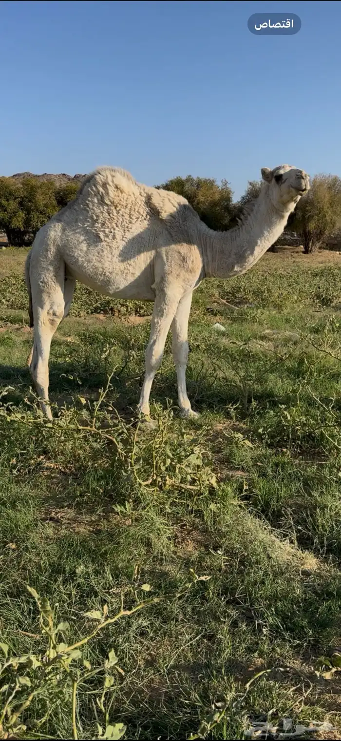 بكره كفو على حليب امها 2