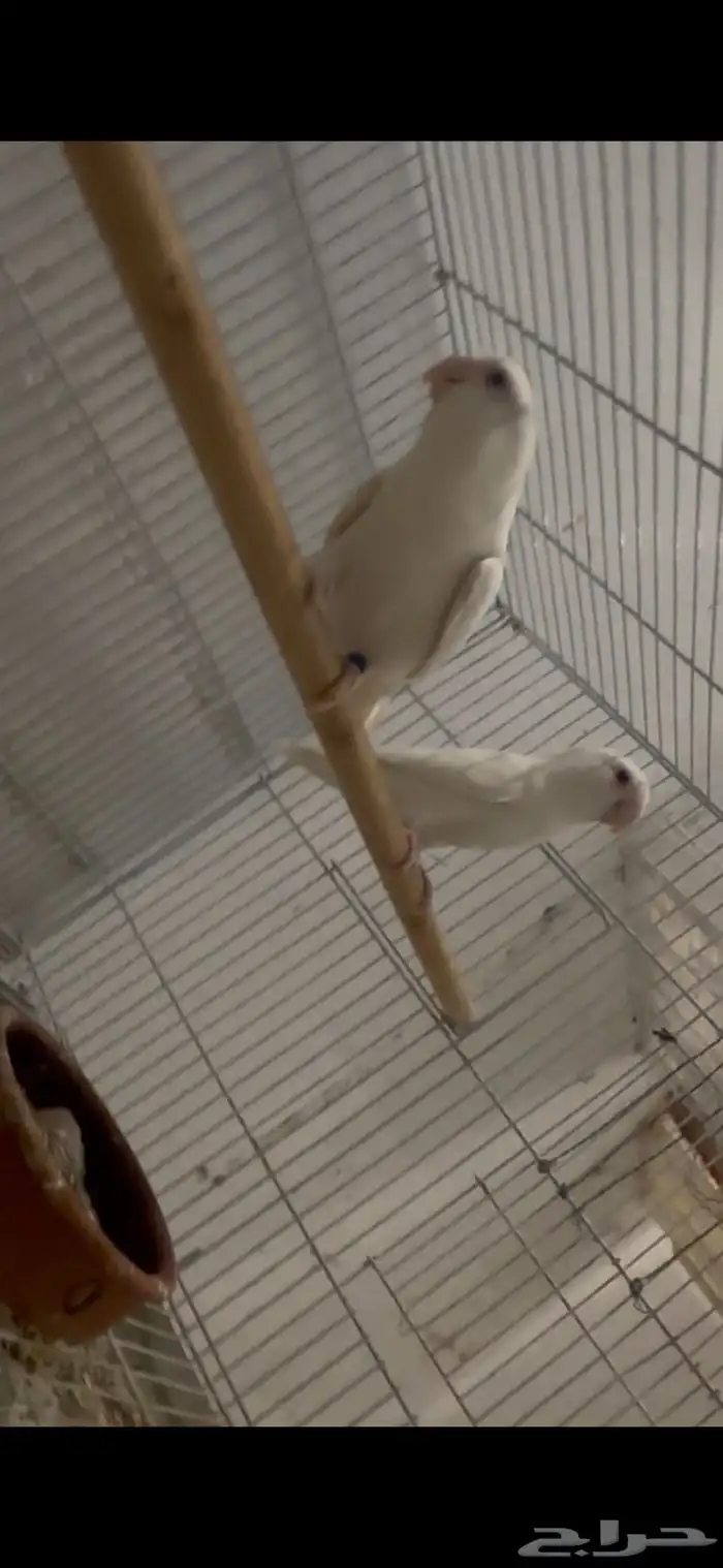 روز البينو 0