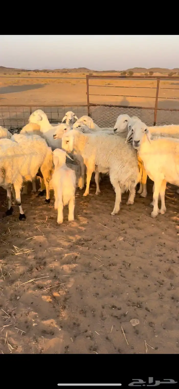 غنم مقاني السوم 900 2