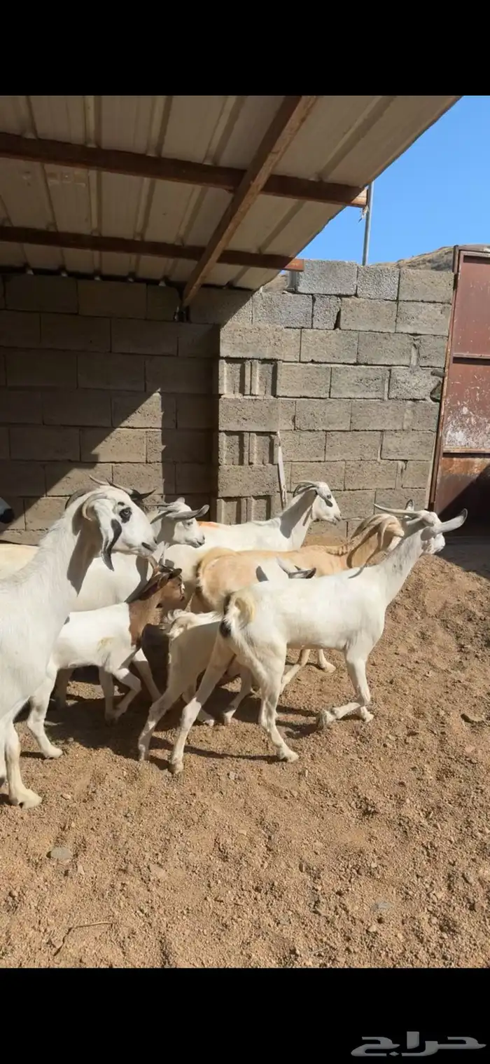 معزا ببهمها 2