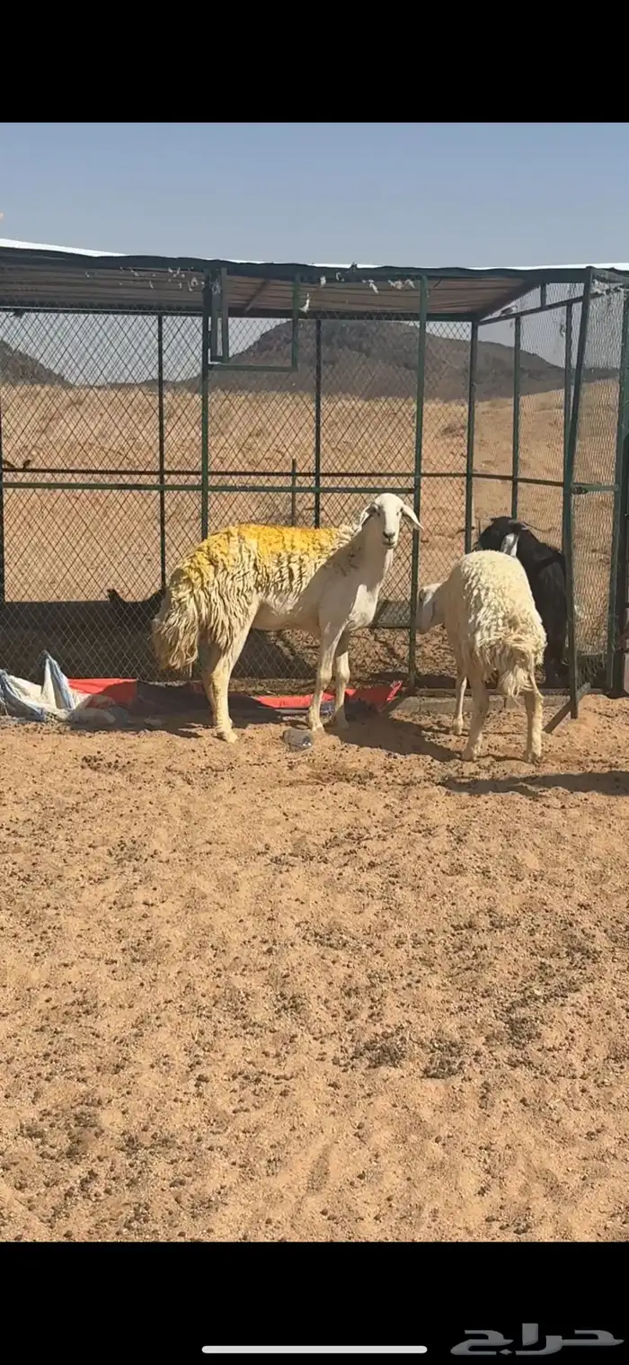 شاه صنف طول وجباره 3