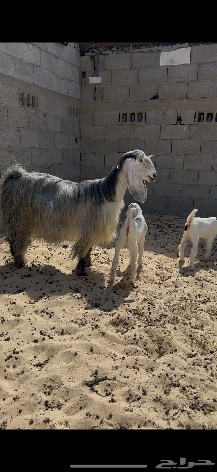 عارضيه خصم 1