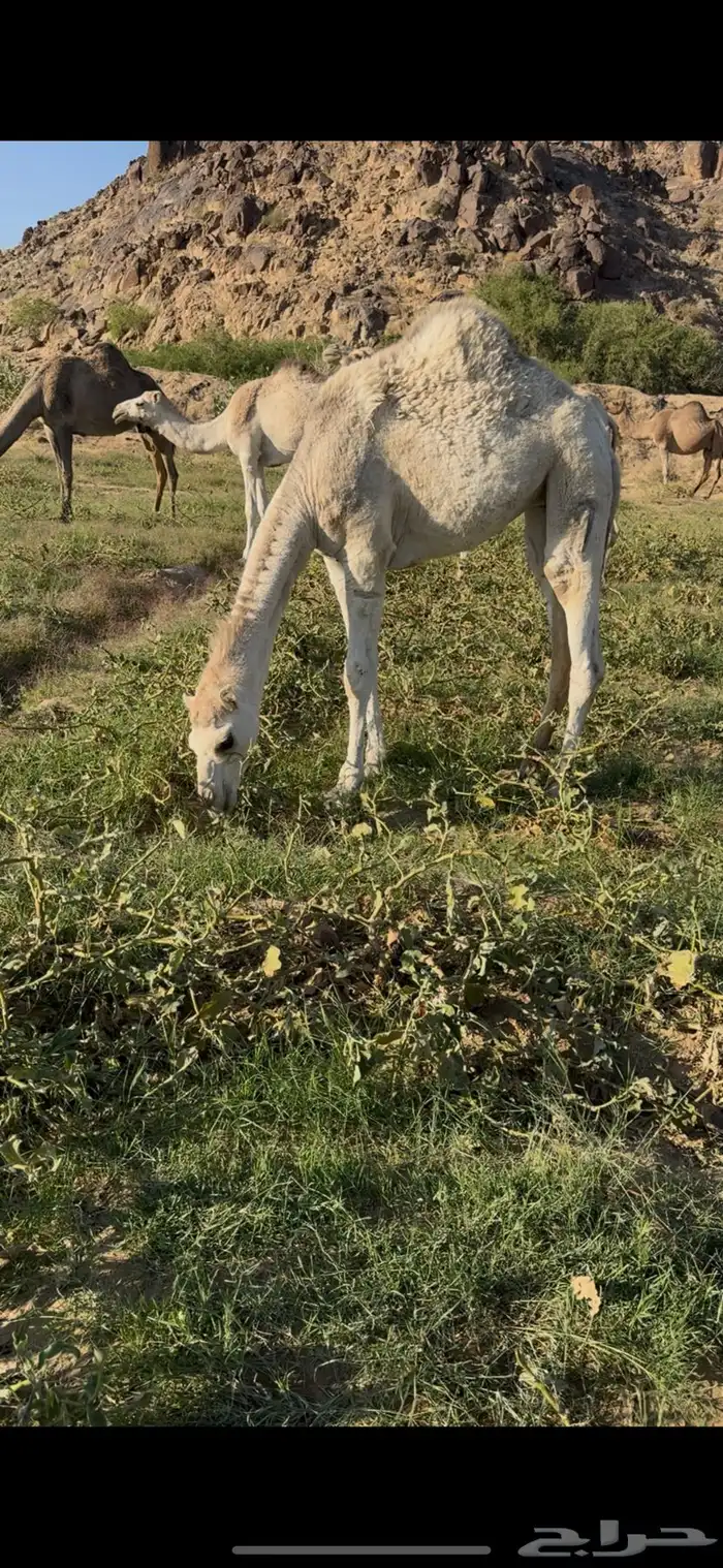 بكره كفو على حليب امها 1