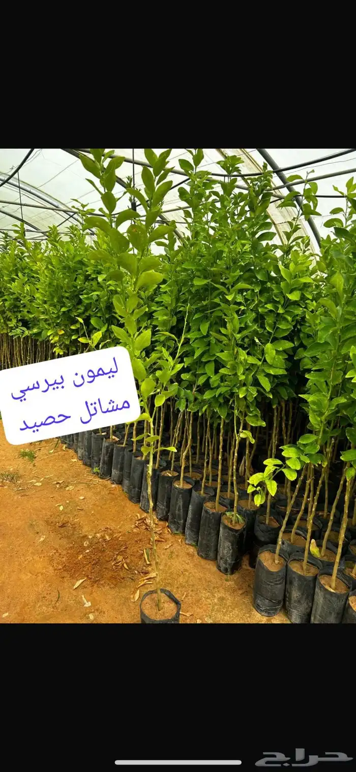 شتلات حمضيات مطعمه(حصيد الزراعية) ب 6 ريال 22