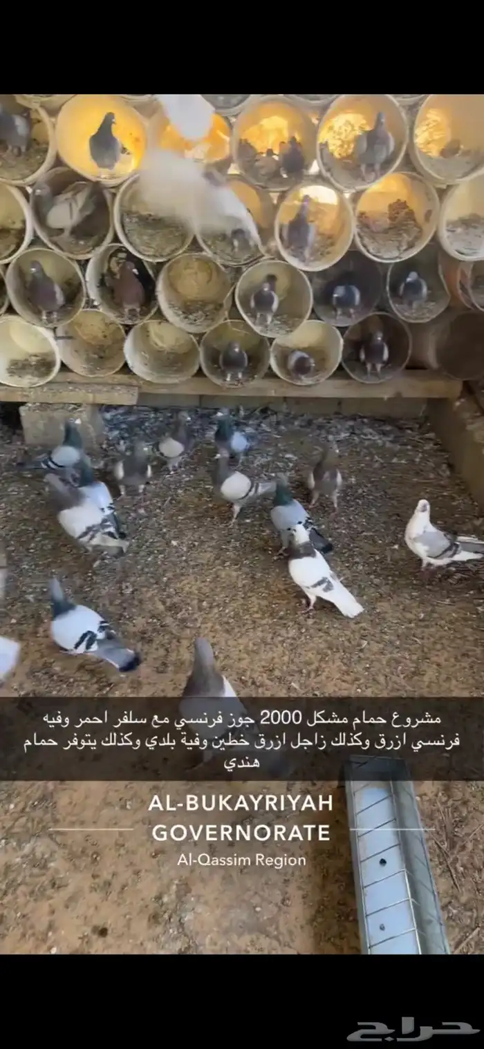 حمام زاجل فرنسي سلفر بلدي هندي مشكل 11