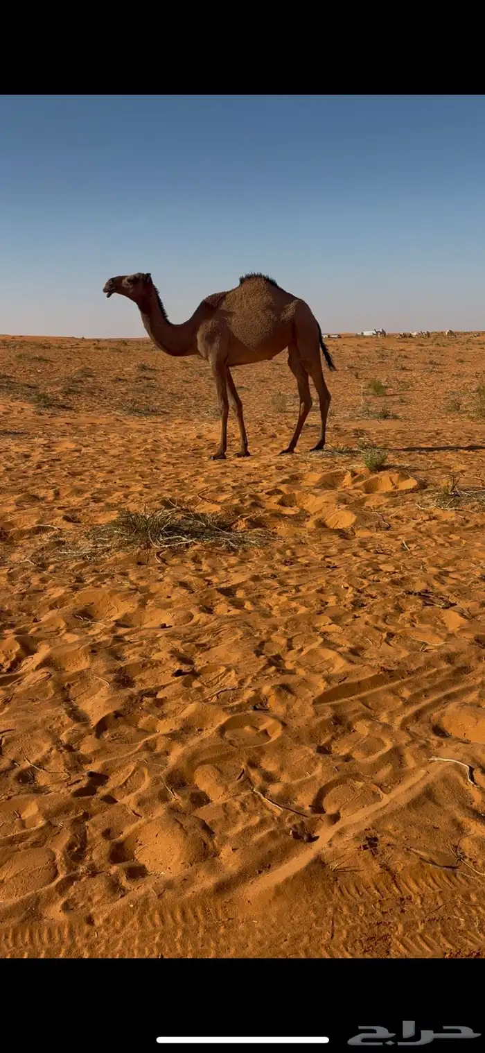 بكره حقه للبيع ما سيمت 1