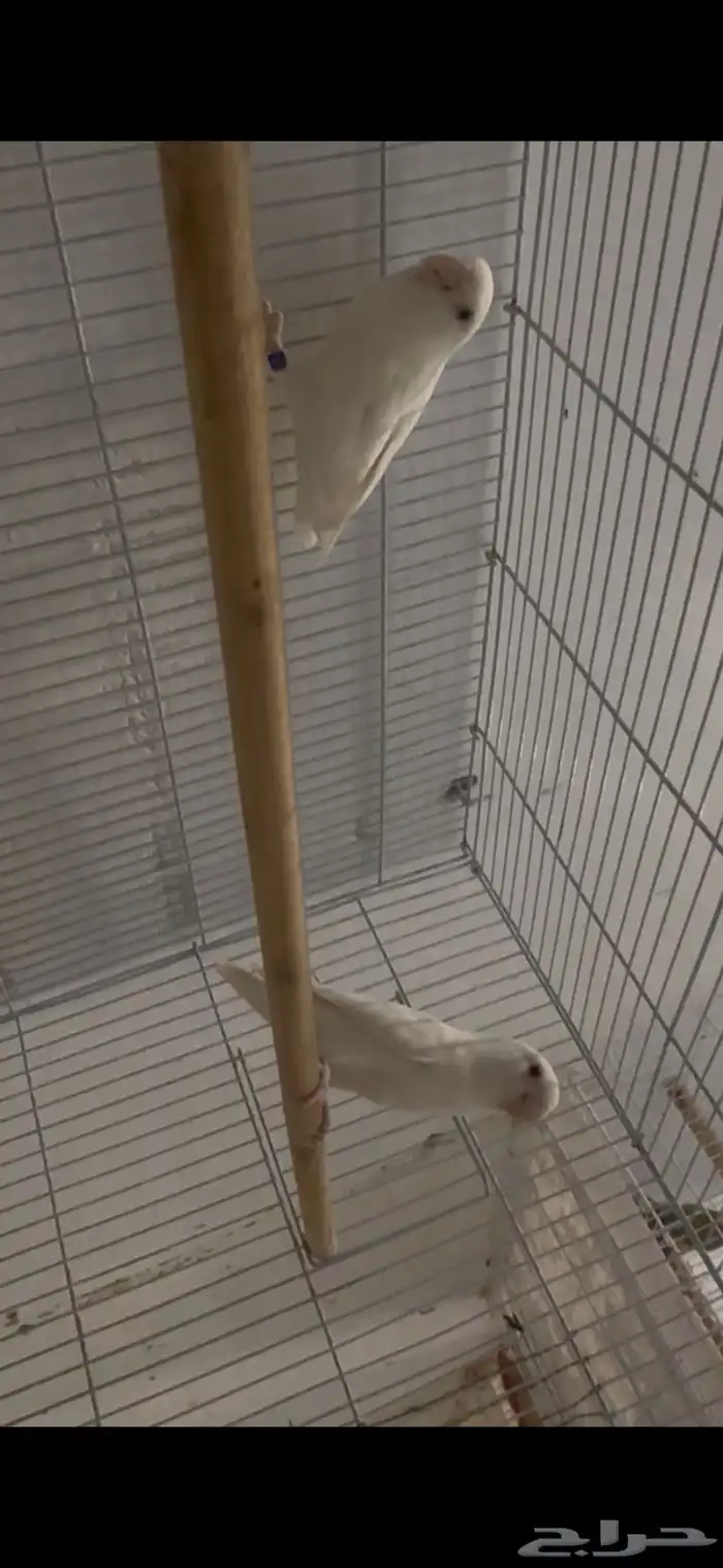 روز البينو 1