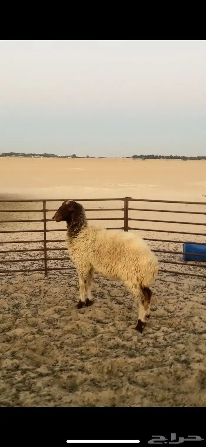 للبيع جذعه طيبه جدا ومع الفحل 0