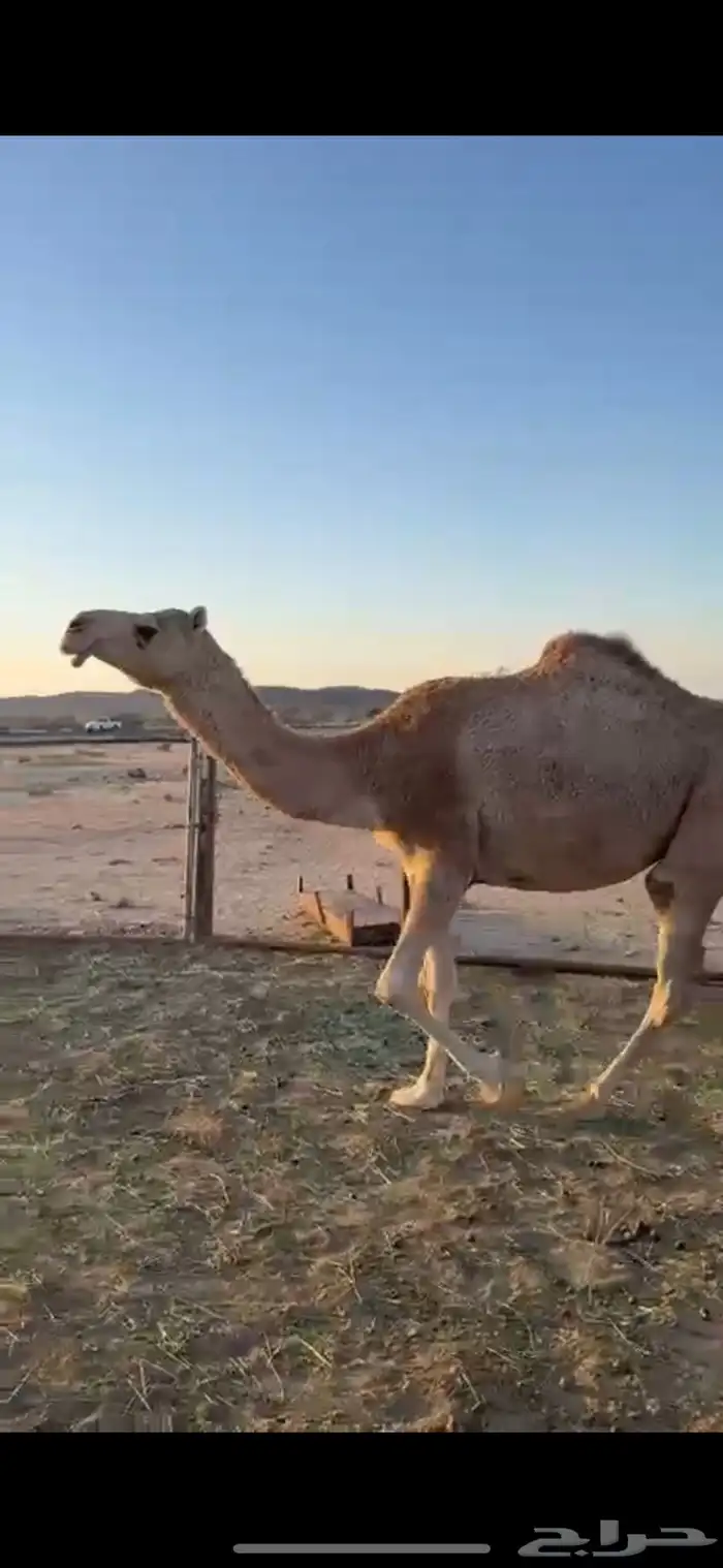 ناقه شقحاء شماليه كفو لقحه 11 شهر 3