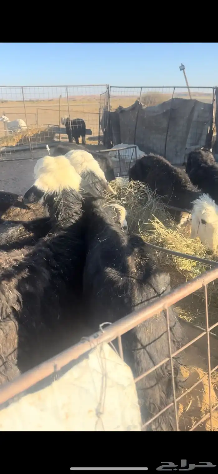 غنم نجد بفحلها الحد 700 1