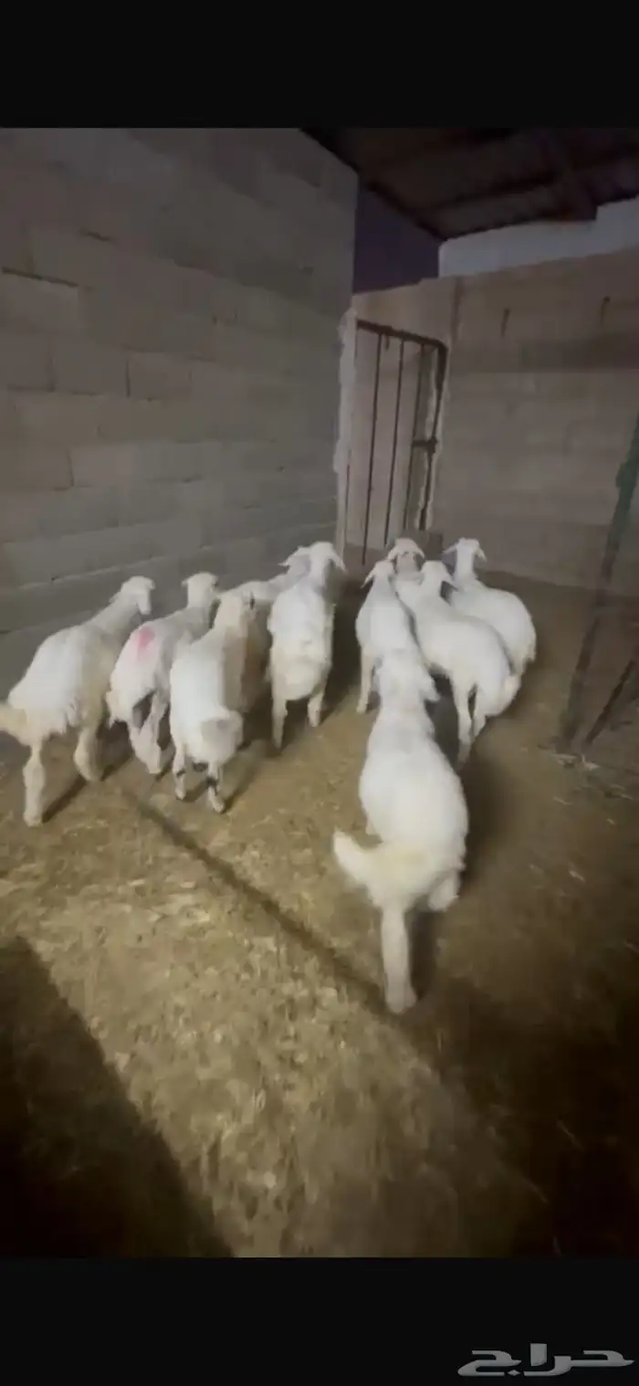 بهم حري طيب بلحيل 4