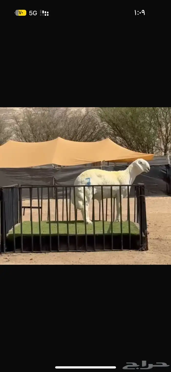 مشروع فحل ولد الفيتو 0