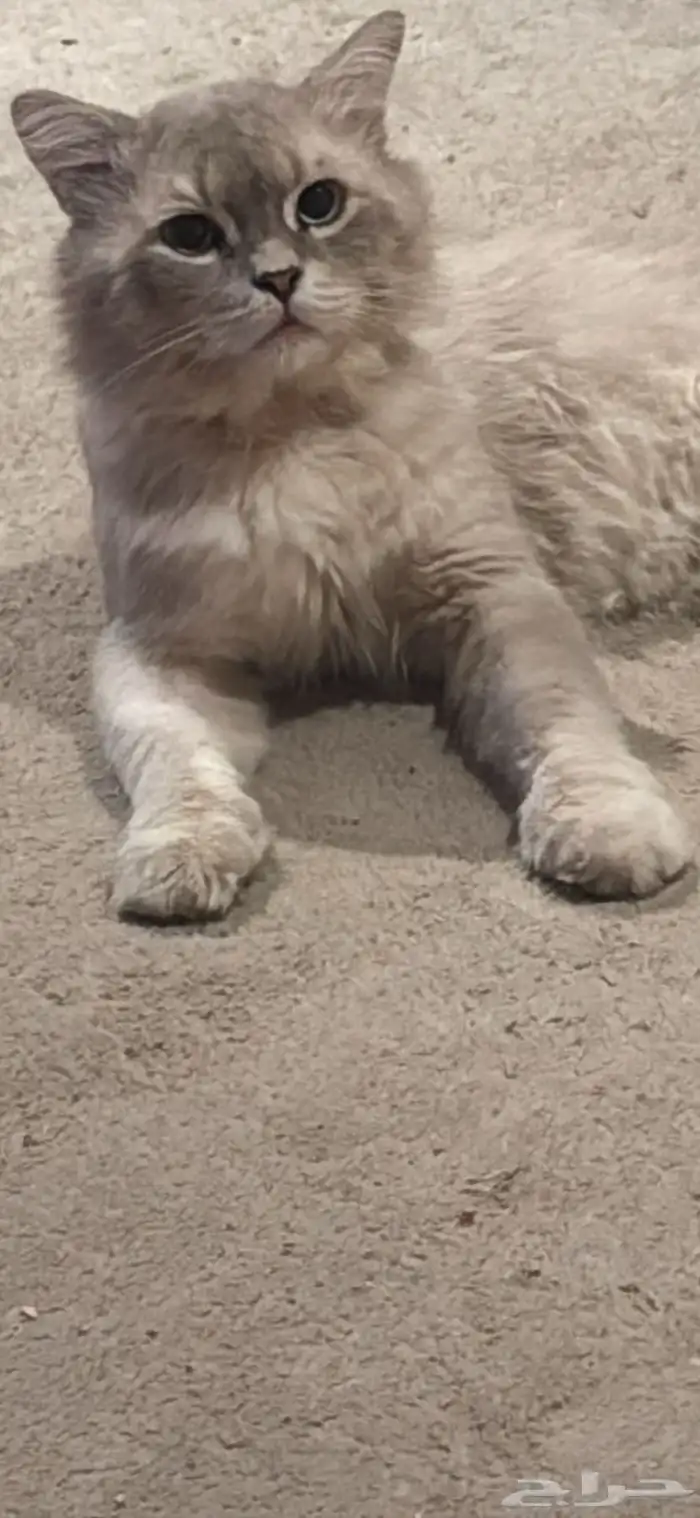 قط للتبني 1