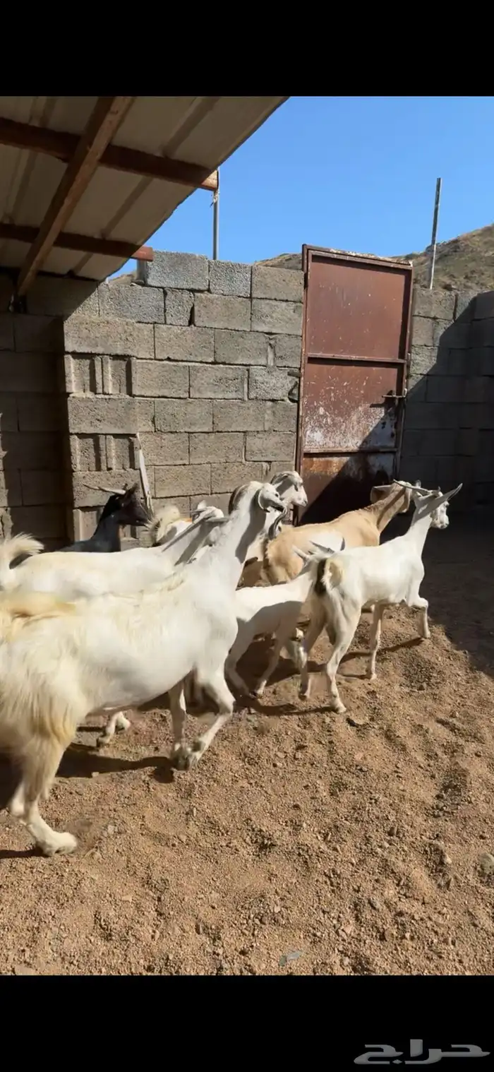 معزا ببهمها 0