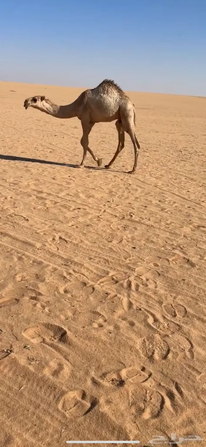 قعود 7 شهور السوم 5000 شايف وحايف 0