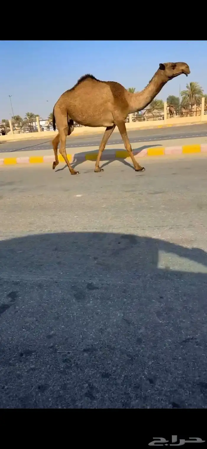 للبيع خفوت صفرا كفوو 1