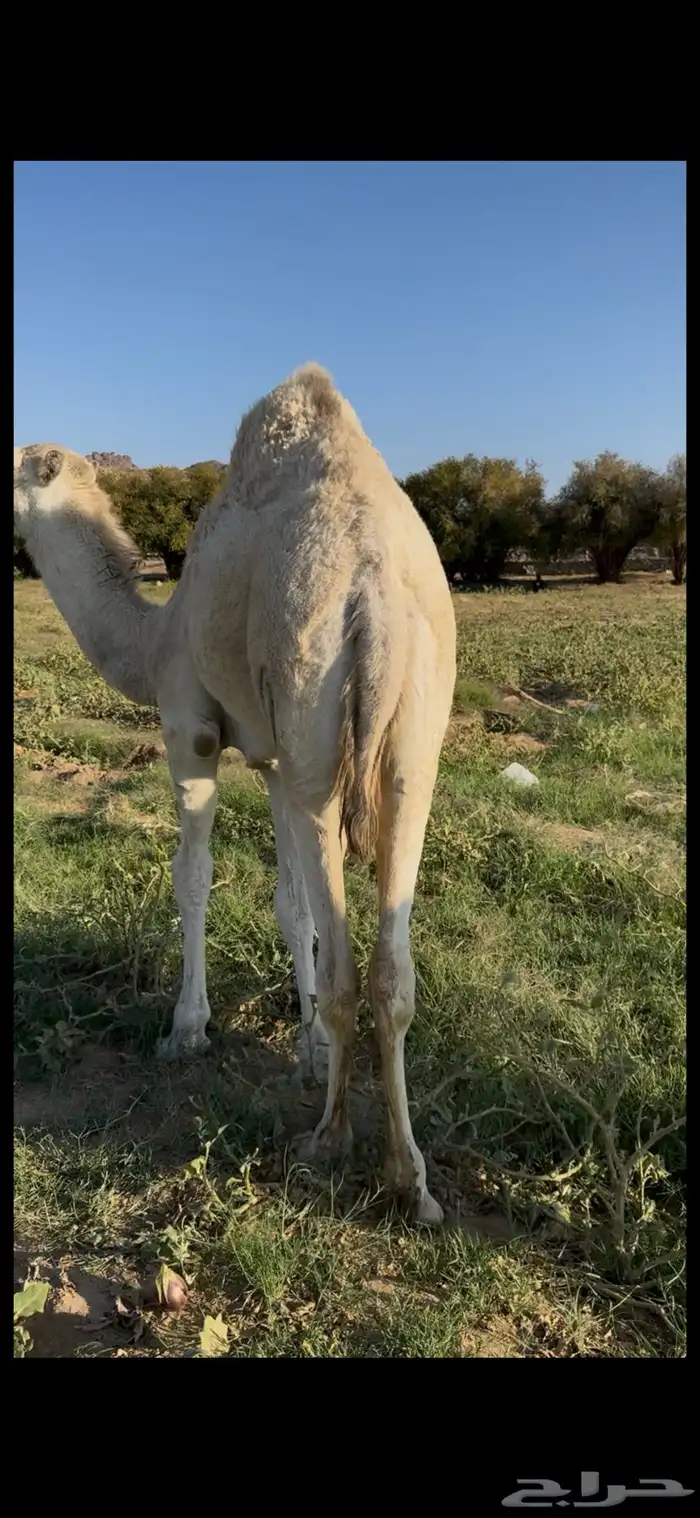 بكره كفو على حليب امها 0