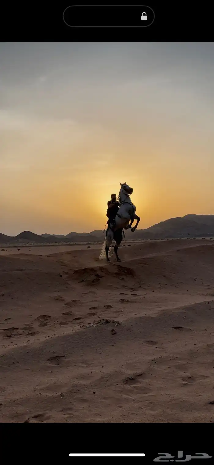 حصان فريزيان  مصري 3