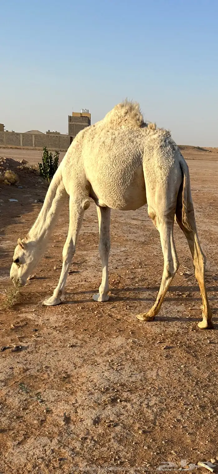 قعود حاشي قعدان حشو مفرود مفاريد 1
