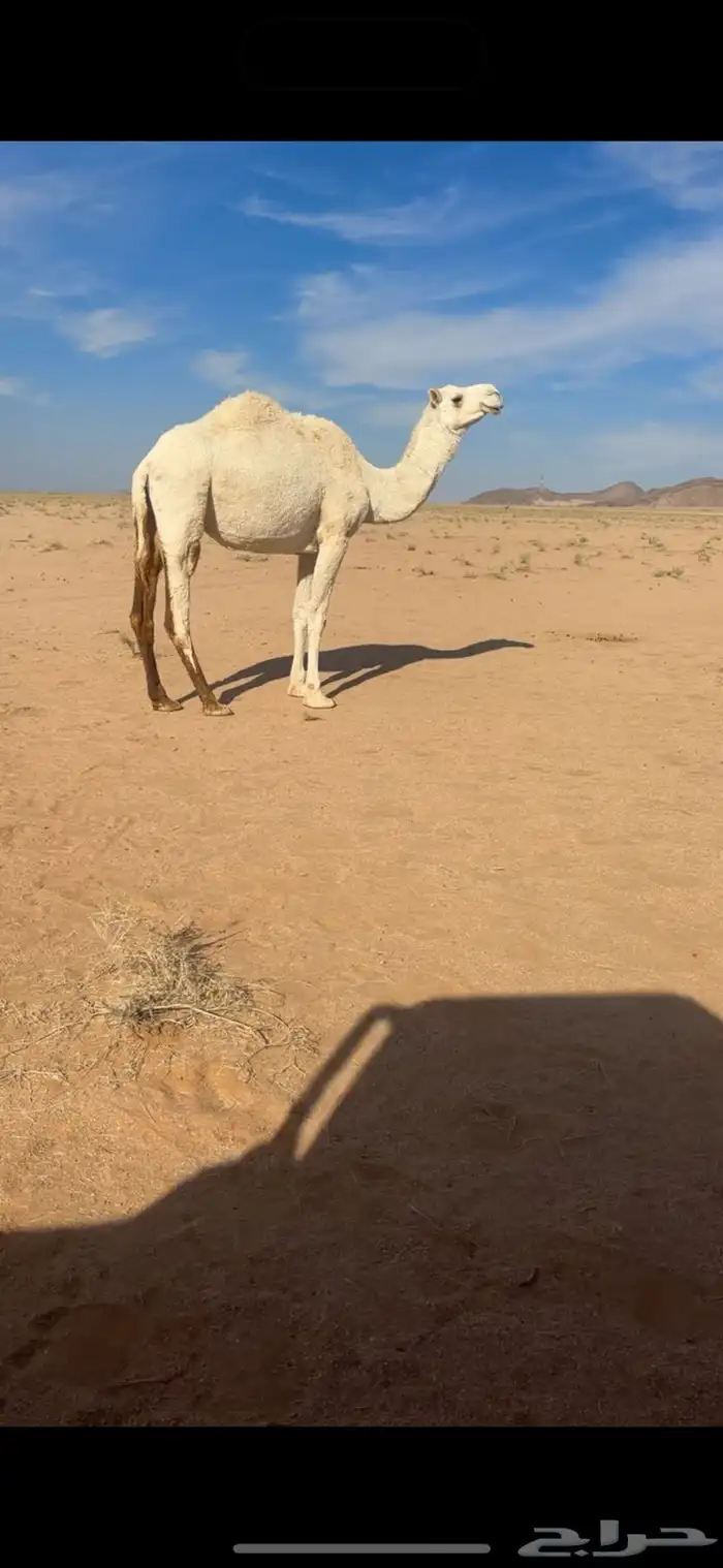 ضريبه وضحا سديس 1