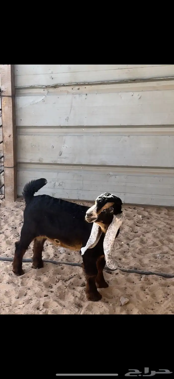 مشروع فحل عارضي 1