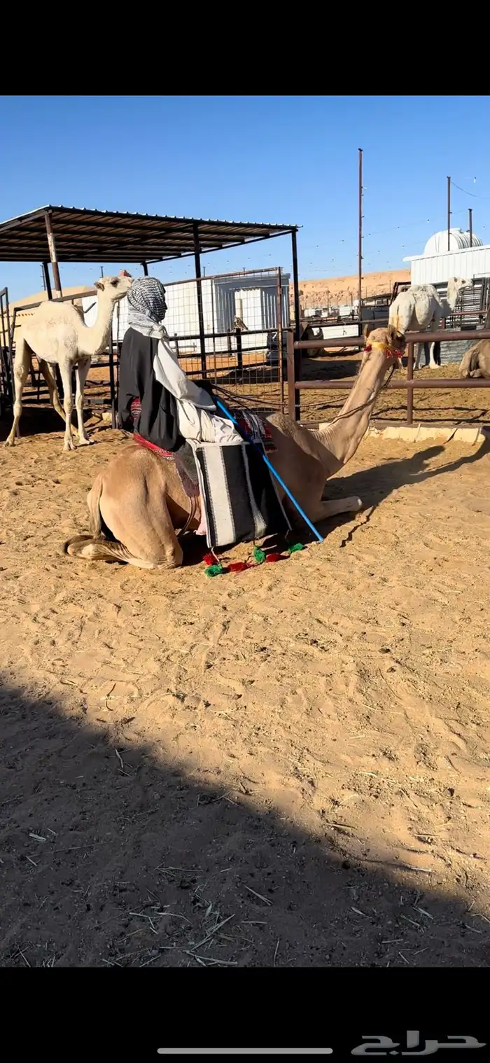 رحول آبل حمرا طيبه 3