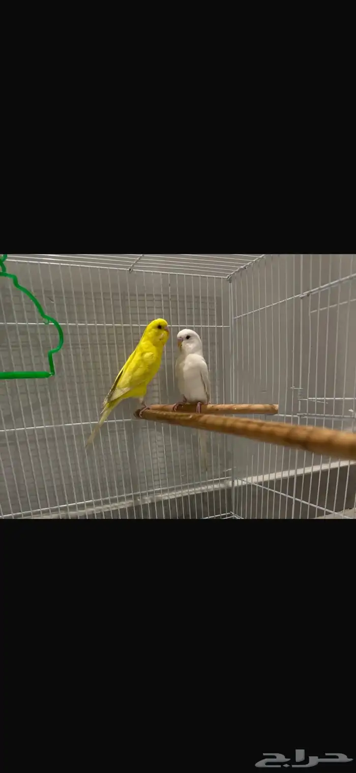 ببغاء بادجي 1