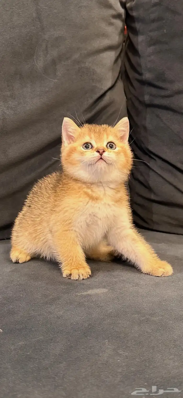 سكوتش ستريت قولد للبيع 1