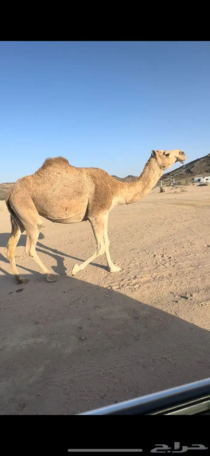 ناقه شقحاء شماليه كفو لقحه 11 شهر 1