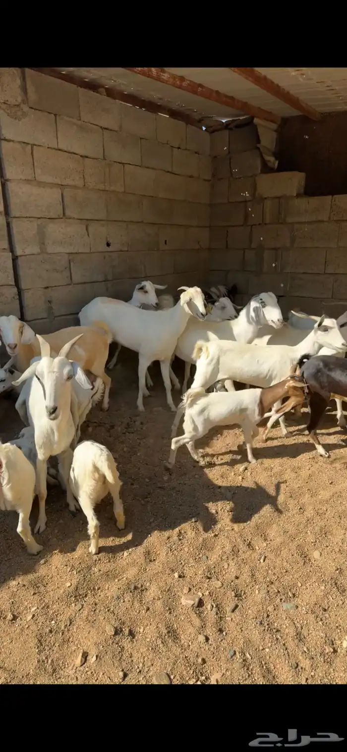 معزا ببهمها 1